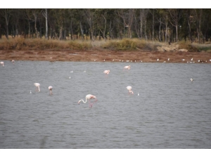 Flamingolar, Aliağa Kuş Cennetini Renklenirdi