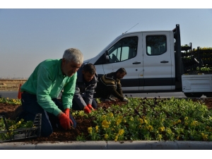1 Milyon 500 Bin Kışlık Mevsimlik Çiçek Dikiliyor