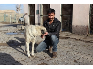 İşkenceye Uğrayan Köpek Hayata Döndü