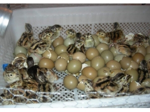 Şuhut Keklik Üretme İstasyonu’nda 10 Bin 500 Adet Keklik Üretildi