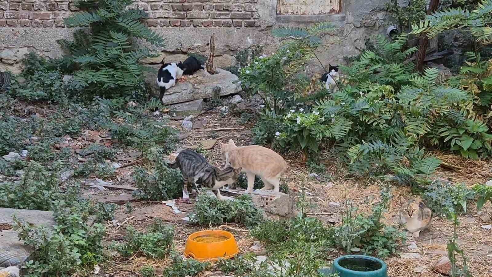 bir-kediyle-basladi-kedi-sokagina-donustu