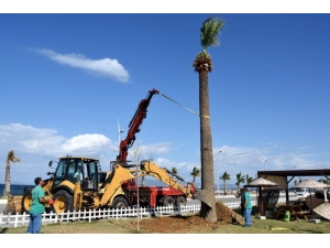 Aliağa’da Plajlar Bölgesine Ağaç Takviyesi