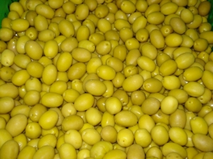 Zeytin Ve Zeytinyağı İhracatçıları Yeni Sezonda Rekor İhracat Bekliyor