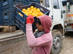 Narenciye Üreticisi İşçi Bulamıyor
