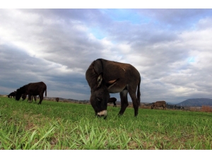 Eşek Sütüyle Şifa Buldu, Çiftliğini Kurdu