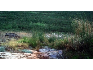 Hatay’da Çizgili Sırtlan Görüntülendi