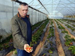 Fındığı Kesip Çilek Üretimine Başladı