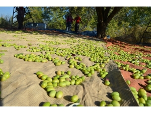 Türk Zeytin Ve Zeytinyağı Sektörü Gözünü Ortadoğu’ya Dikti