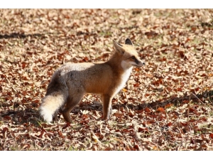 Ayağına Plak Takılan Tilki 45 Gün Sonra Doğaya Salındı