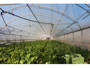 Trabzon’da Yılda Yaklaşık 25 Bin Ton Sebze Üretiliyor Ama...