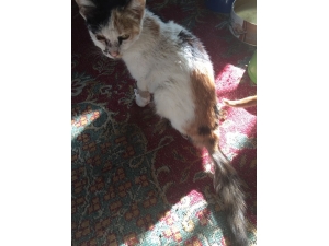 Kediye Cerrahi Müdahale