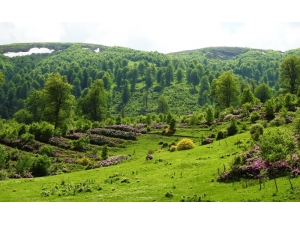 18 Bal Ormanı Tesis Edildi