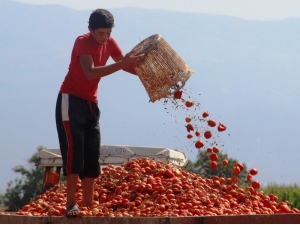 Manisa Salçalık Domates Üretiminde İkinci Sırada