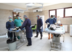 Kaza Geçiren Hayvanlara Büyükşehir’den Şefkat Eli