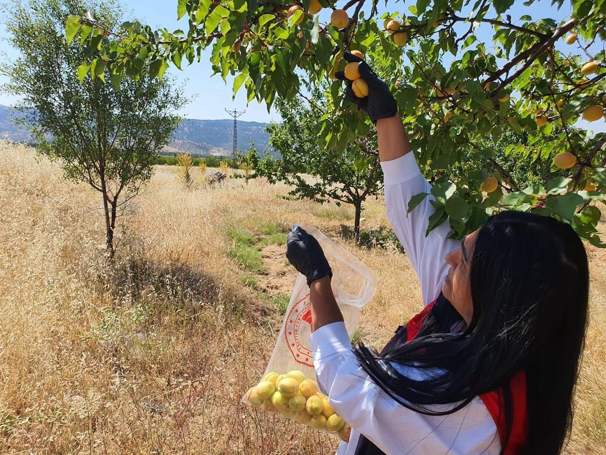 elazig-da-bitkisel-uretim-alanlarinda-pestisit-kalintisi-denetimleri