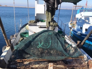 Ayvalık’ta Deniz Patlıcanı Avcılarına Taviz Yok