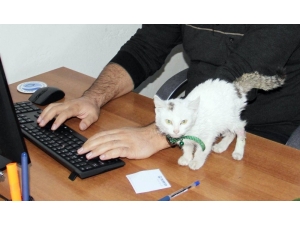Yaralı Kedi Kurumun Maskotu Oldu