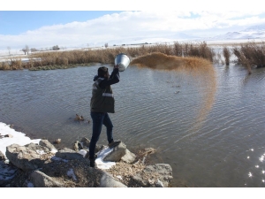 Van’da Yaban Hayvanları İçin Sulak Alanlara Yem Bırakıldı