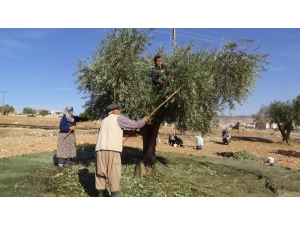 Kilis’te Zeytin Hasadı Sürüyor
