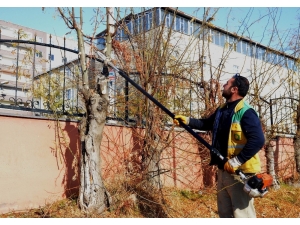 Ağaç Budama Çalışmaları Sürüyor