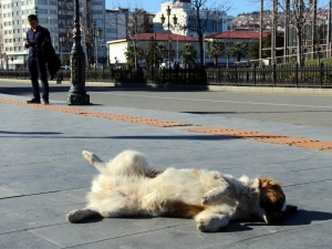 Samsun’da Yazdan Kalma Bir Gün