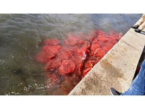 Ayvalık’ta Kaçak Kum Midyesi Avcılarına Göz Açtırılmıyor