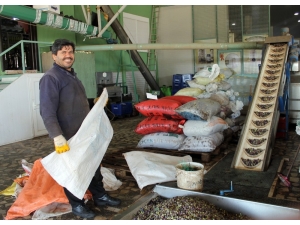 Antalya’da Zeytincilik Gelişiyor