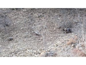 Ayıların Kış Uykusu Öncesi Son Gezintileri