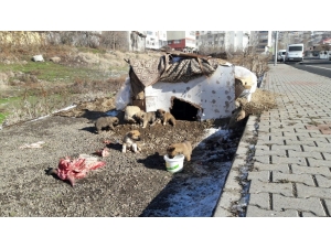 Yavru Köpekleri Anneleri Bıraktı, Esnaf Sahip Çıktı