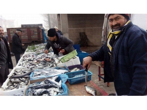 Balık Fiyatları Cep Yakıyor