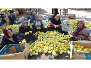 ’Yatağa’ Alınan Limon Üreticisine Daha Fazla Kazandırıyor