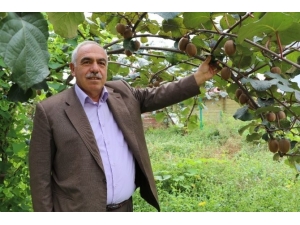 Rize Genelinde 4 Bin Ton Kivi Hasadı Gerçekleşti