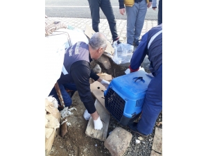 Yavru Köpekler Koruma Altına Alındı