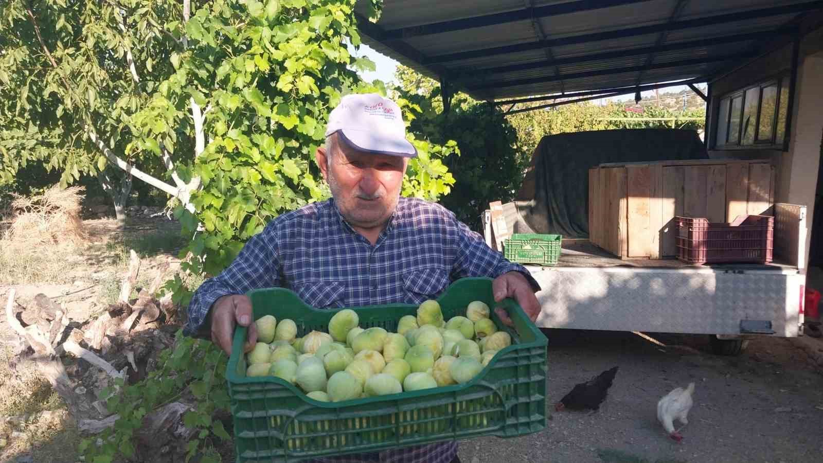 mersin-de-incir-hasadi-basladi