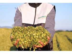 May Tohum’u Seçen Mısır Üreticisi Kazandı