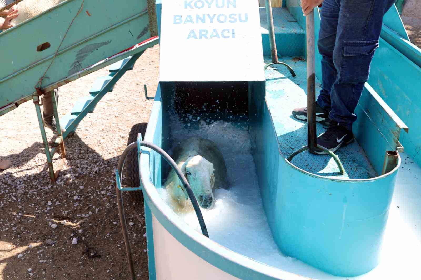 talas-ta-16-bin-koyun-bu-banyodan-gecti