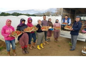 Yaz Çileğini Kışın Da Üreterek Kazançlarını Katladılar