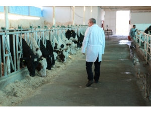 Dü’de 30 Büyükbaş Hayvanla 24 Saat Kesintisiz Enerji Üretiliyor