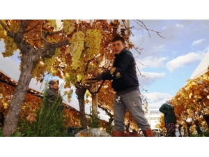 Sarıgöl’de Üzümde Kış Hasadı