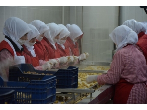 Kestane Fiyatları Uçuşa Geçti, Şeker Üreticileri Bu Yıl Para Kazanmayacak