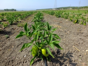 Üniversiteden Halka “Organik Tarım” Eğitimi