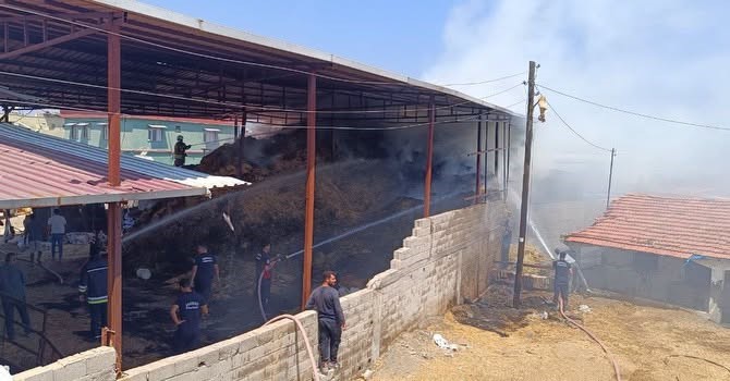 kumlu-da-samanlikta-cikan-yanginda-3-buzagi-telef-oldu
