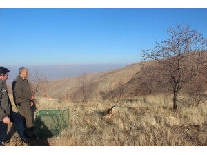 Yaralı Kızıl Şahin Özgürlüğe Kavuştu