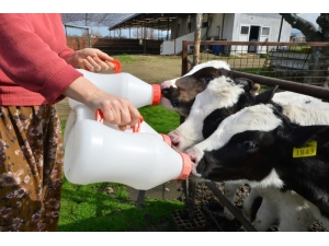 Ekim Ayı Süt Ve Süt Ürünleri Üretimi İstatistikleri Açıklandı