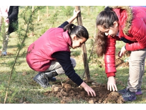 Cephanelik Bölgesine Fidan Dikildi