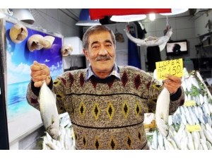 Denizlerin Prensi Gram Altınla Yarışıyor