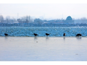 Van’ın Sıhke Gölü Buz Tuttu