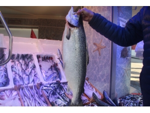 Devasa Somon Balığına Bilecik’te İlgi Çok
