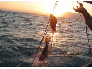 Eğirdir Gölü’nden Avlanan Balıklar Temiz Çıktı