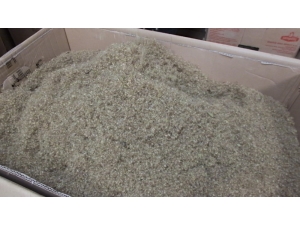 Burhaniye Stevia Üretim Merkezi Oldu